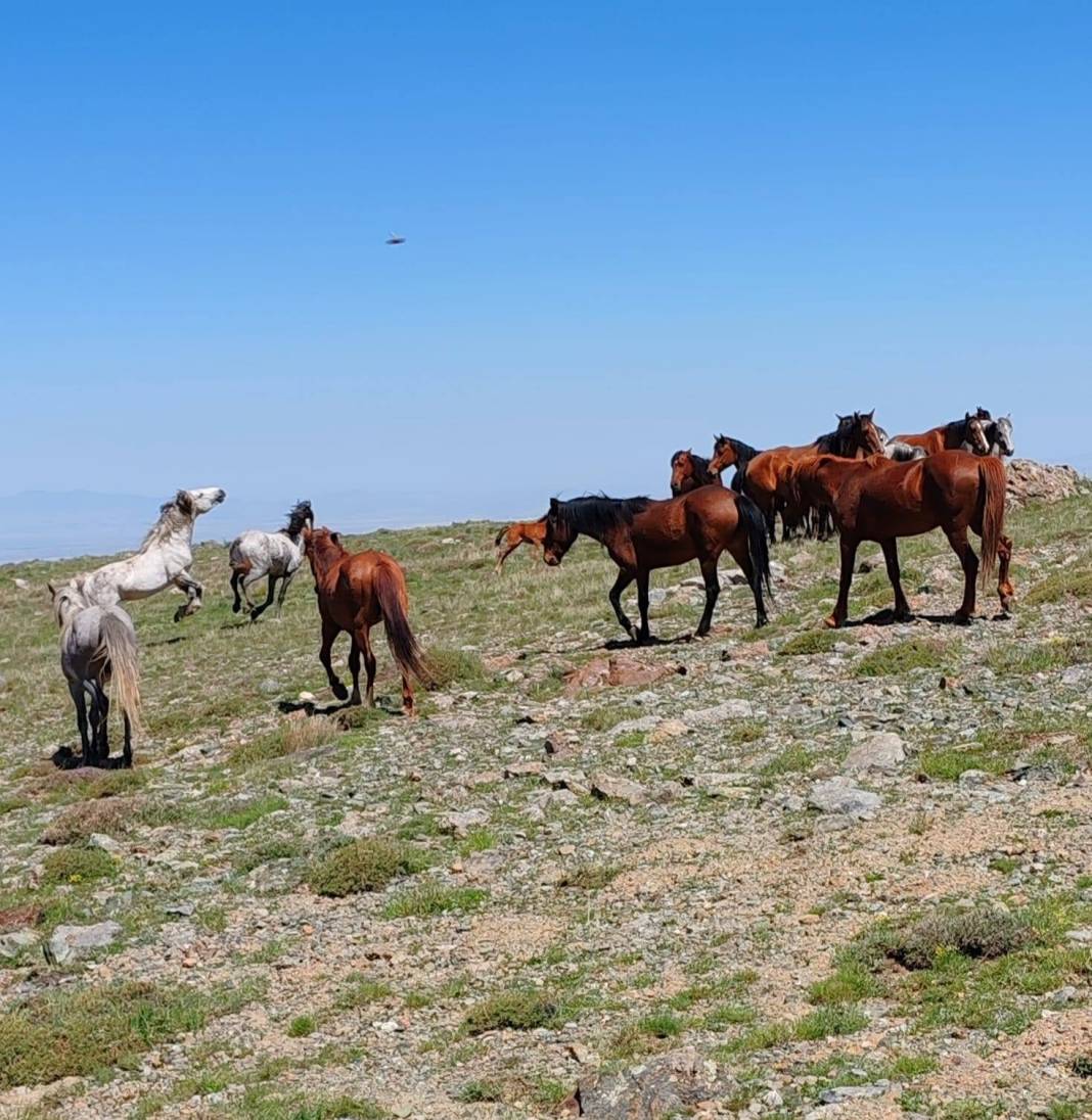 Konya’da doğanın özgür ruhu! Yılkı atları yakından görüntülendi 8